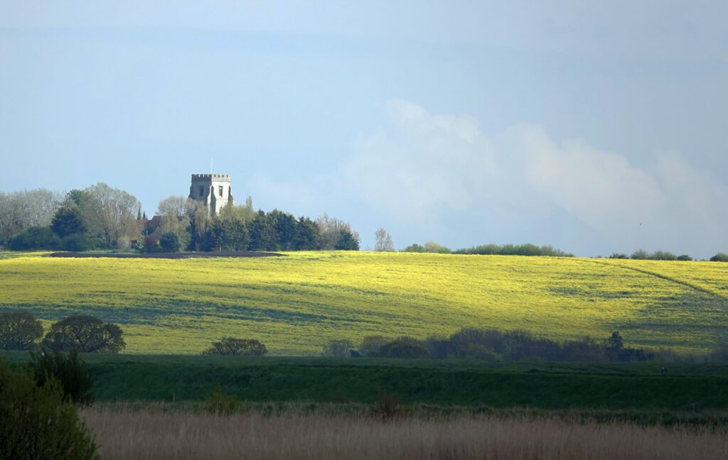 Large rapeseed field near the Church of St. Nicholas in Canewdon, Essex